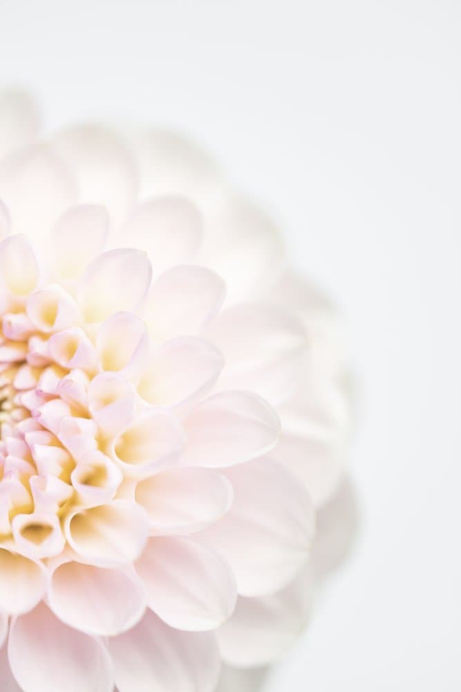 Delicate Dahlia Bloom by Pictufy Studio III — canvas wall art