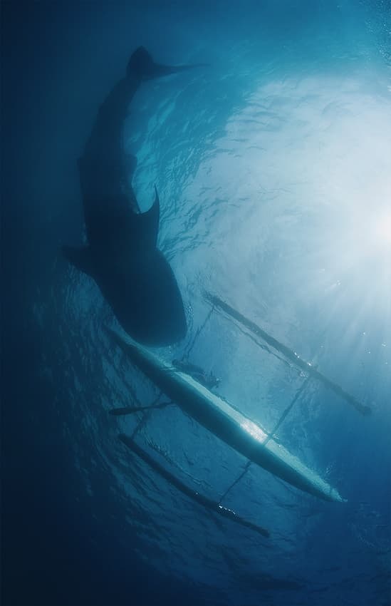 Whale Shark Sunlit Depths by Andrey Narchuk — canvas wall art