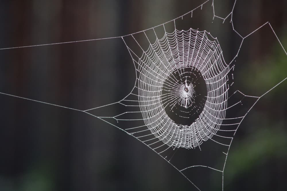 Dewy Spiderweb by Bror Johansson — canvas wall art