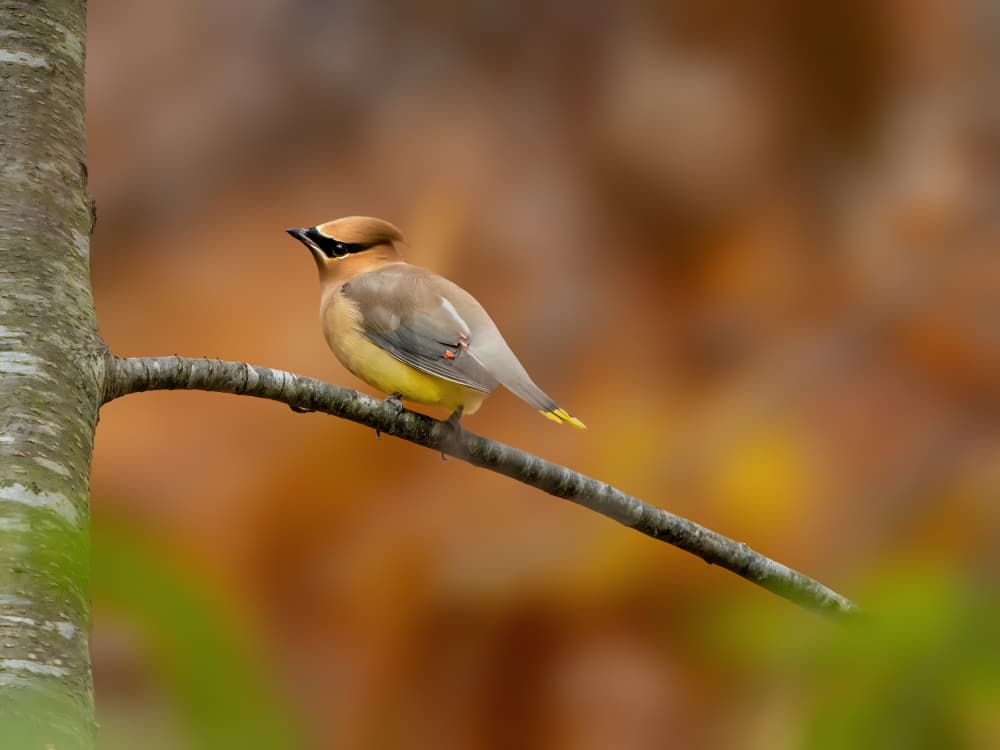 Perched Cedar Waxwing by Jacob (Jian) Xu — canvas wall art