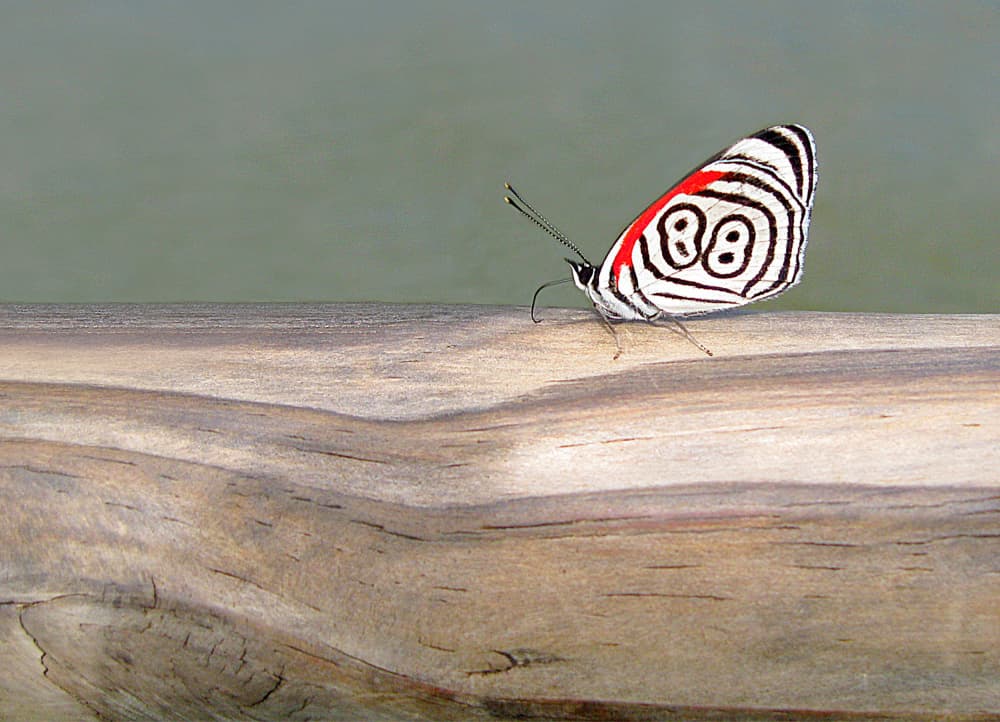 Unique 88 Butterfly by Aliza Riza — canvas wall art