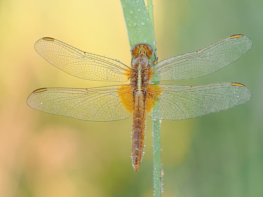 Dewy Morning Dragonfly by Rostislav Kralik — canvas wall art