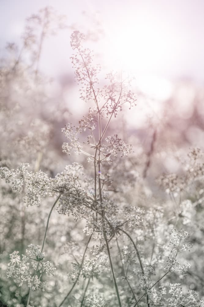 Dreamy Floral Light by EMELIEmaria — canvas wall art