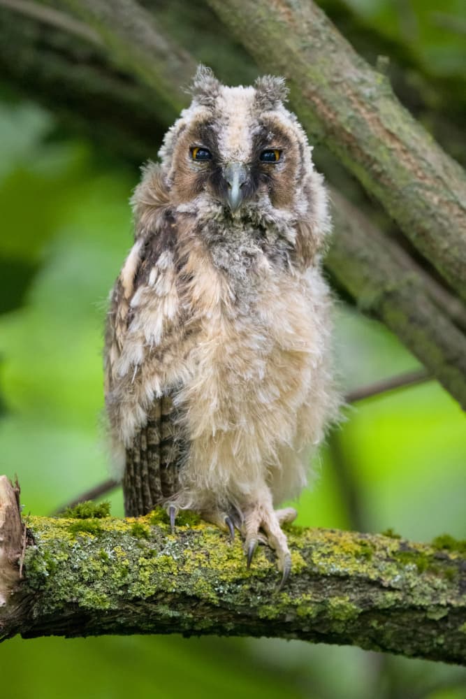 Curious Young Owl by Dmitry Doronin — canvas wall art