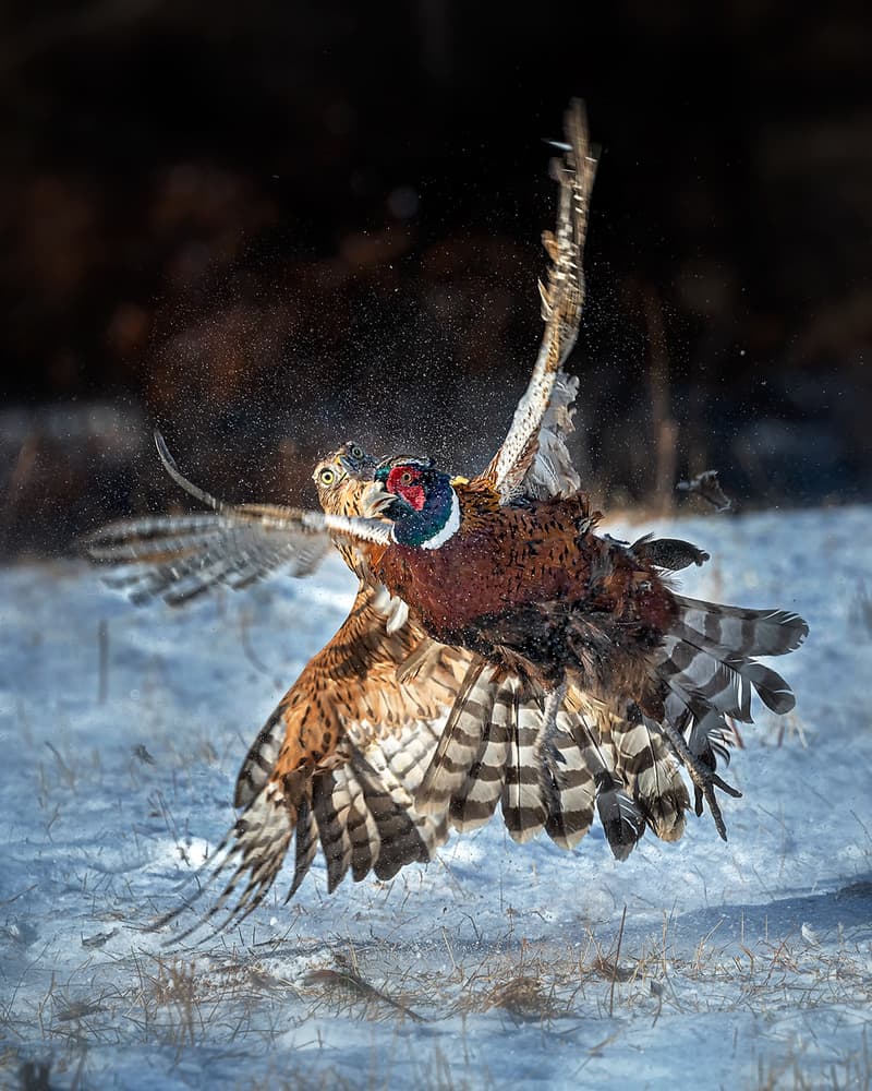 Winter Pheasant Flight by Annie Poreider — canvas wall art