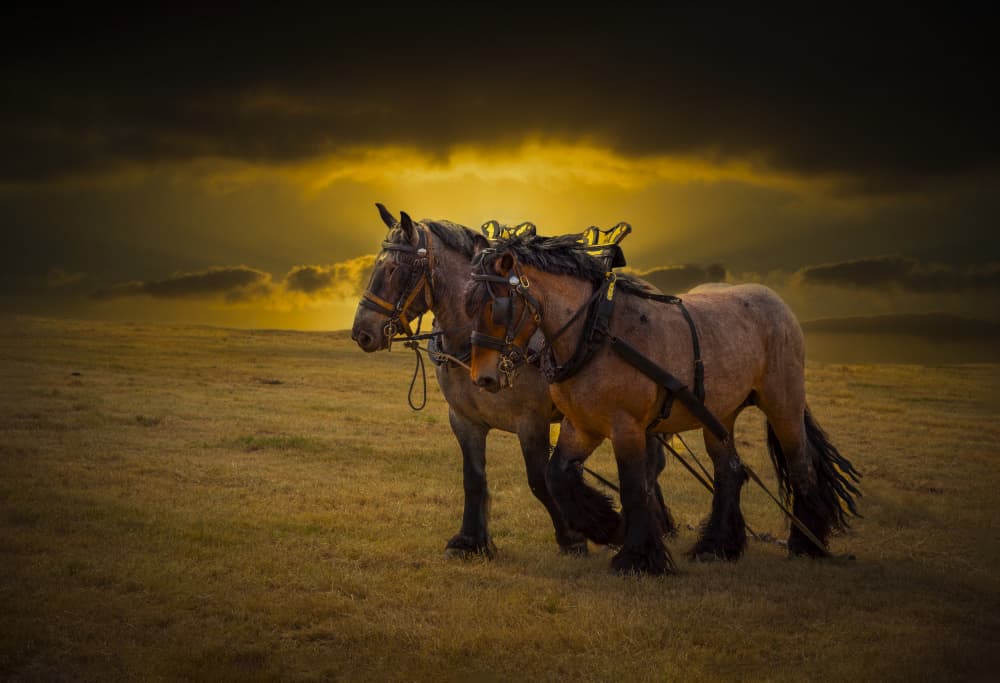Golden Hour Draft Horses by Laruelle Philippe — canvas wall art