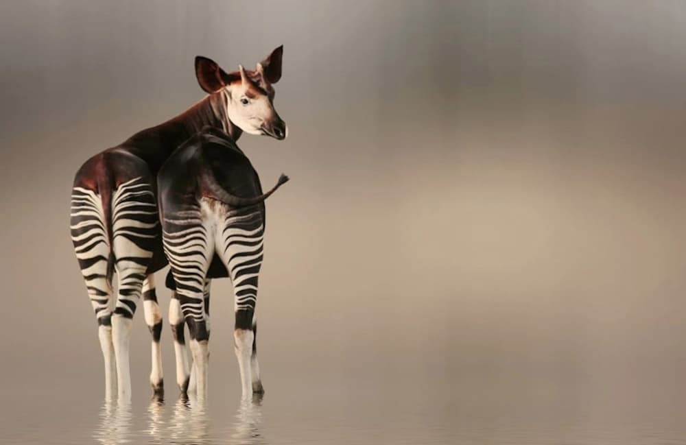 Okapis in Serene Water by Anna Cseresnjes — canvas wall art