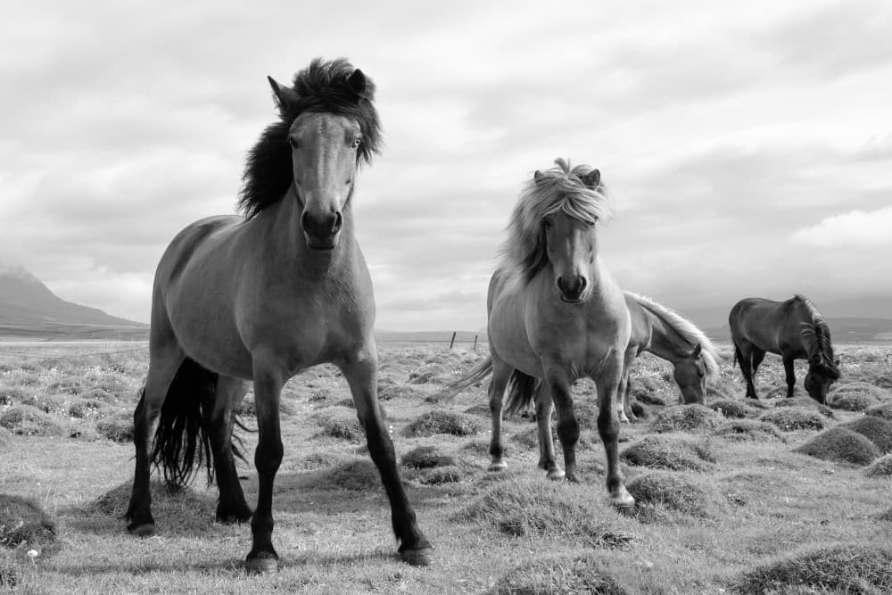Majestic Icelandic Horses by John Fan — canvas wall art