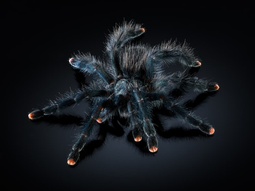 Blue Tarantula Reflection by Rostovskiy Anton — canvas wall art