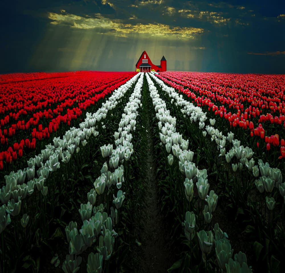 Red Barn Tulip Field by Jiahong Zeng — canvas wall art