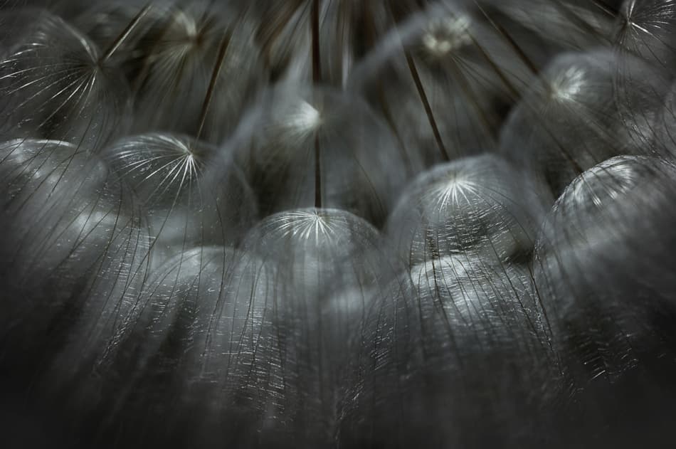 Fluffy Dandelion Macro by Antonio Grambone — canvas wall art