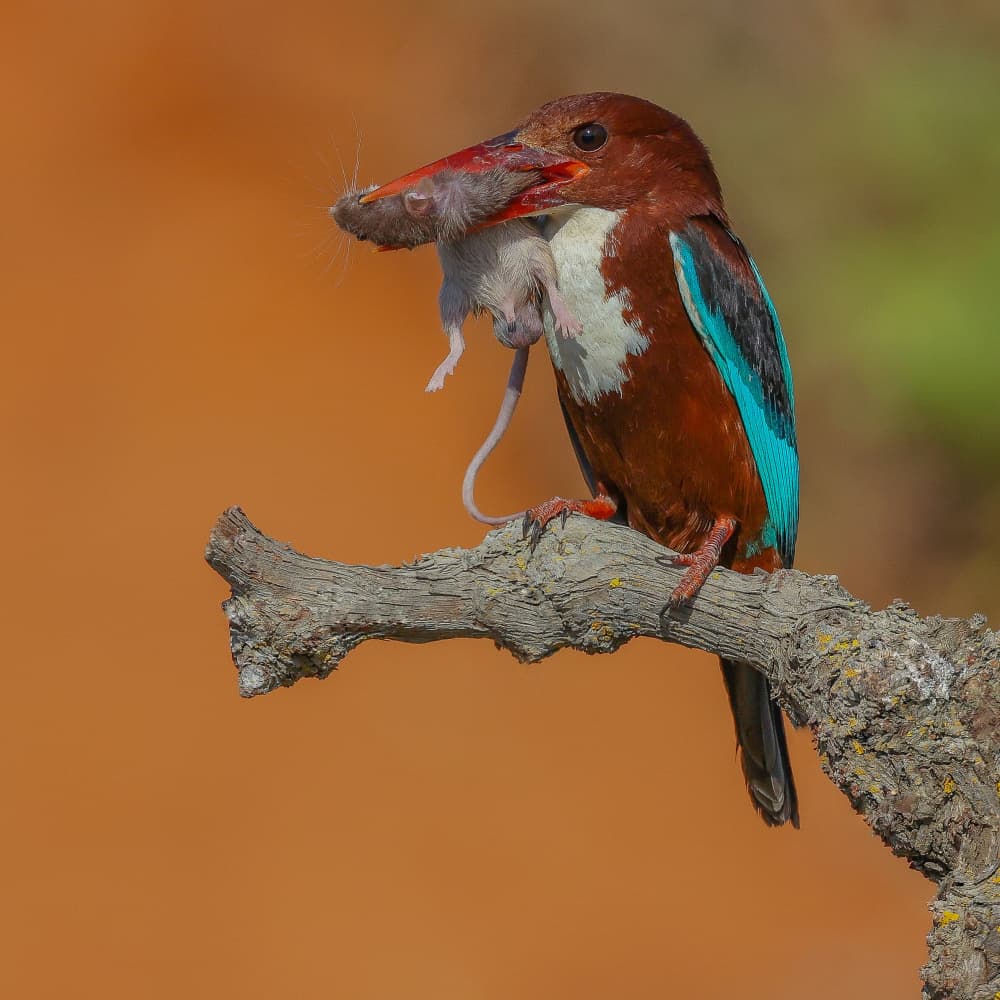 Kingfisher Hunting Mouse by David Manusevich — canvas wall art