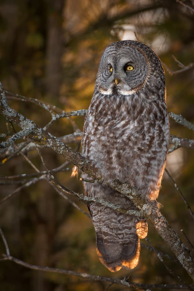 Watchful Forest Owl by Nick Kalathas — canvas wall art