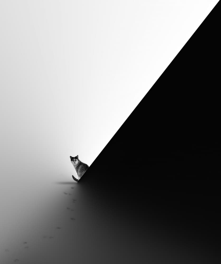 Cat in Stark Contrast by Hadi Malijani (Malenjani) — canvas wall art