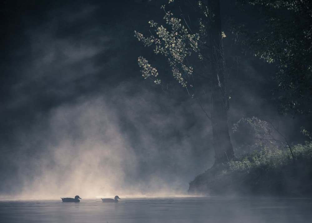 Misty Morning Ducks by Robert Adamec — canvas wall art