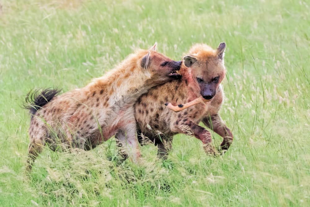 Hyenas Fighting Over Bone by Jun Zuo — canvas wall art