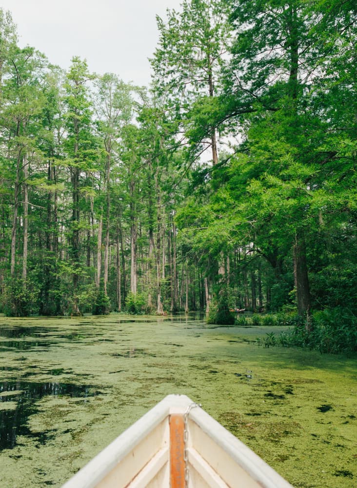 Green Swamp Journey by Bethany Young — canvas wall art