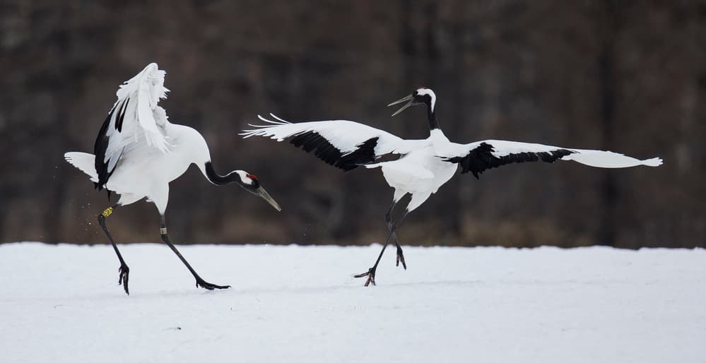 Cranes Dancing In Snow by C.S. Tjandra — canvas wall art