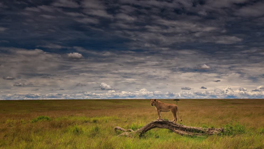 Watchful Savanna Lioness by Luigi Ruoppolo — canvas wall art