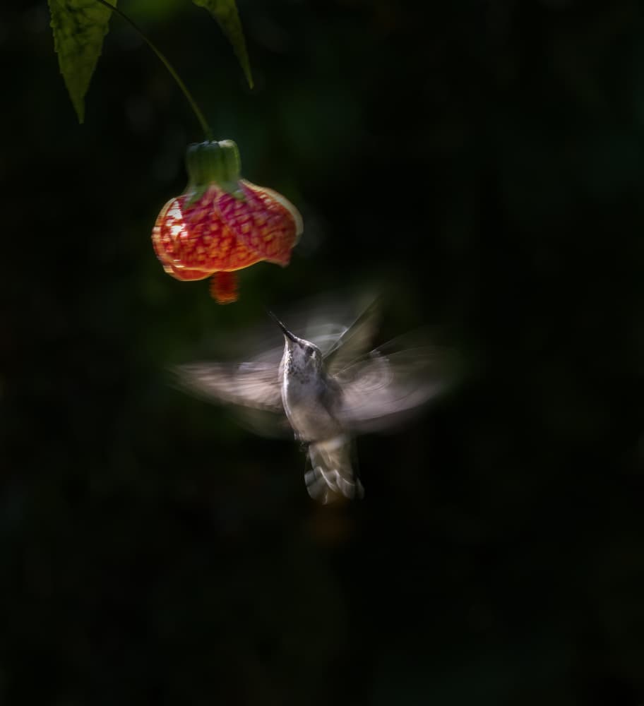 Hummingbird At Red Flower by Judy Tseng — canvas wall art