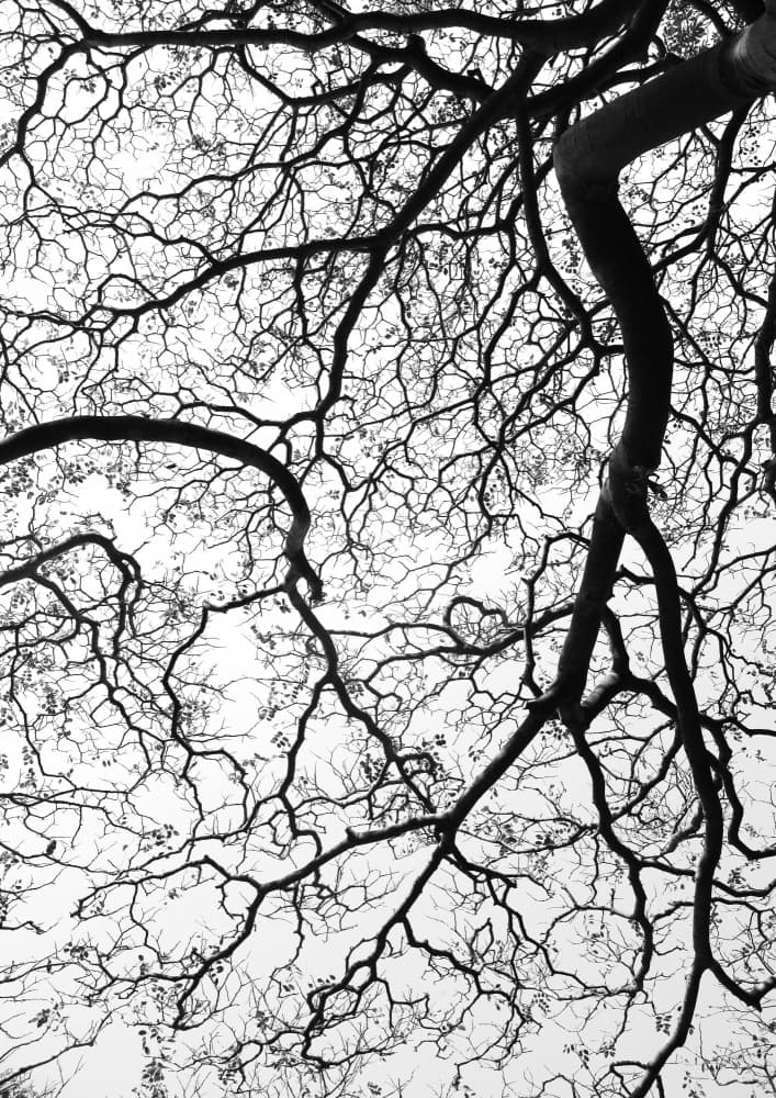 Branches' Dance by Shot by Clint — canvas wall art