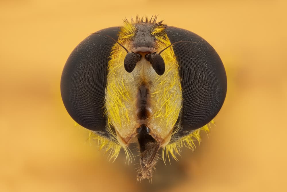 Golden Fly Close Up by Rico Cavallo — canvas wall art