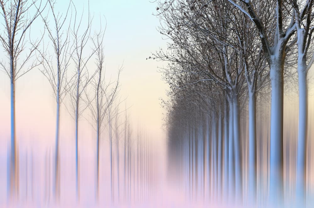 Misty Pastel Forest by Hilda van der Lee — canvas wall art