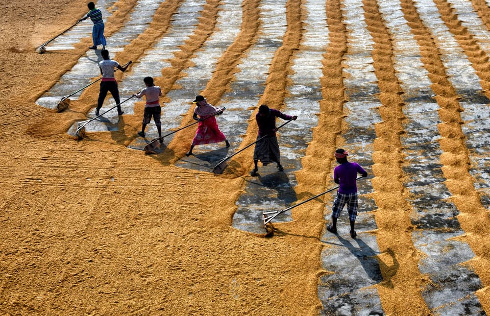 Golden Grain Drying by Avishek Das — canvas wall art