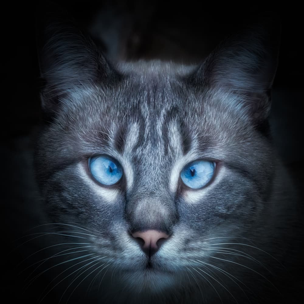 Piercing Blue Cat Eyes by Cristiano Giani — canvas wall art