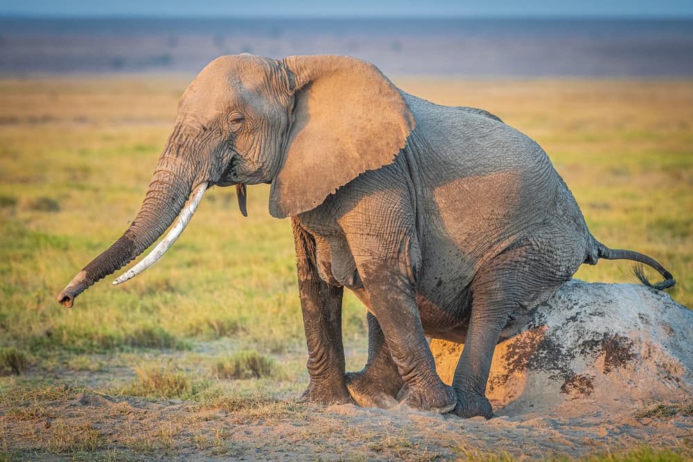 Golden Hour Elephant by Jeffrey C. Sink — canvas wall art