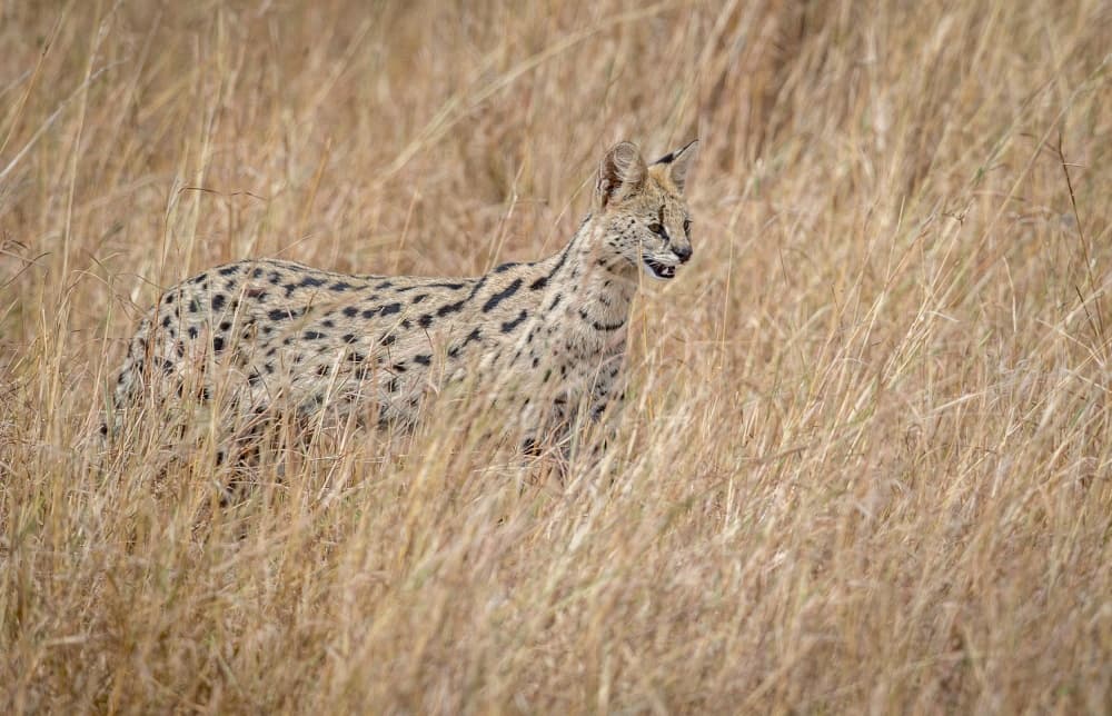 Wild African Serval by Jeffrey C. Sink — canvas wall art