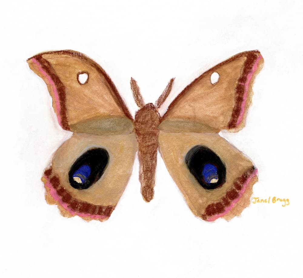 Moth with Blue Eyespots by Janel Bragg — canvas wall art