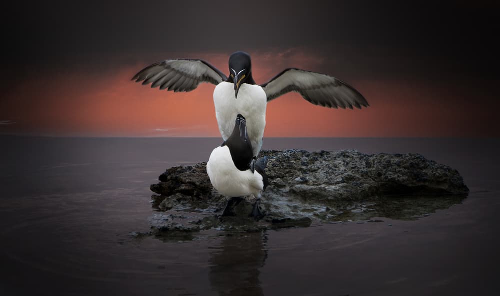 Seabird Sunset Embrace by Erik Engström — canvas wall art