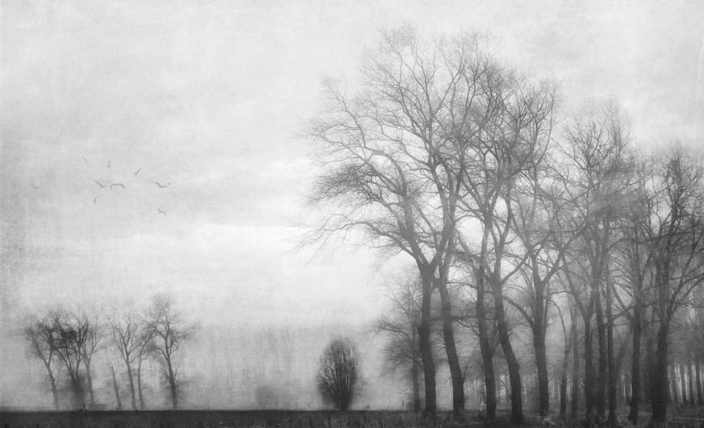Foggy Winter Trees by Yvette Depaepe — canvas wall art