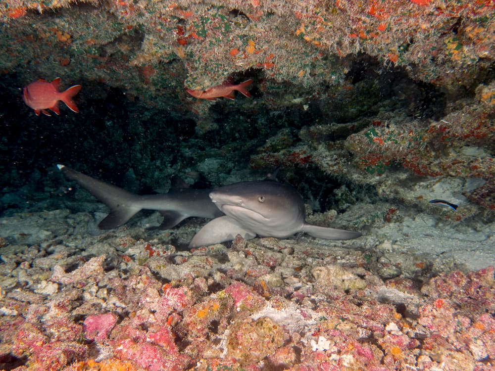 Whitetip Reef Shark Resting by Ilan Ben Tov — canvas wall art