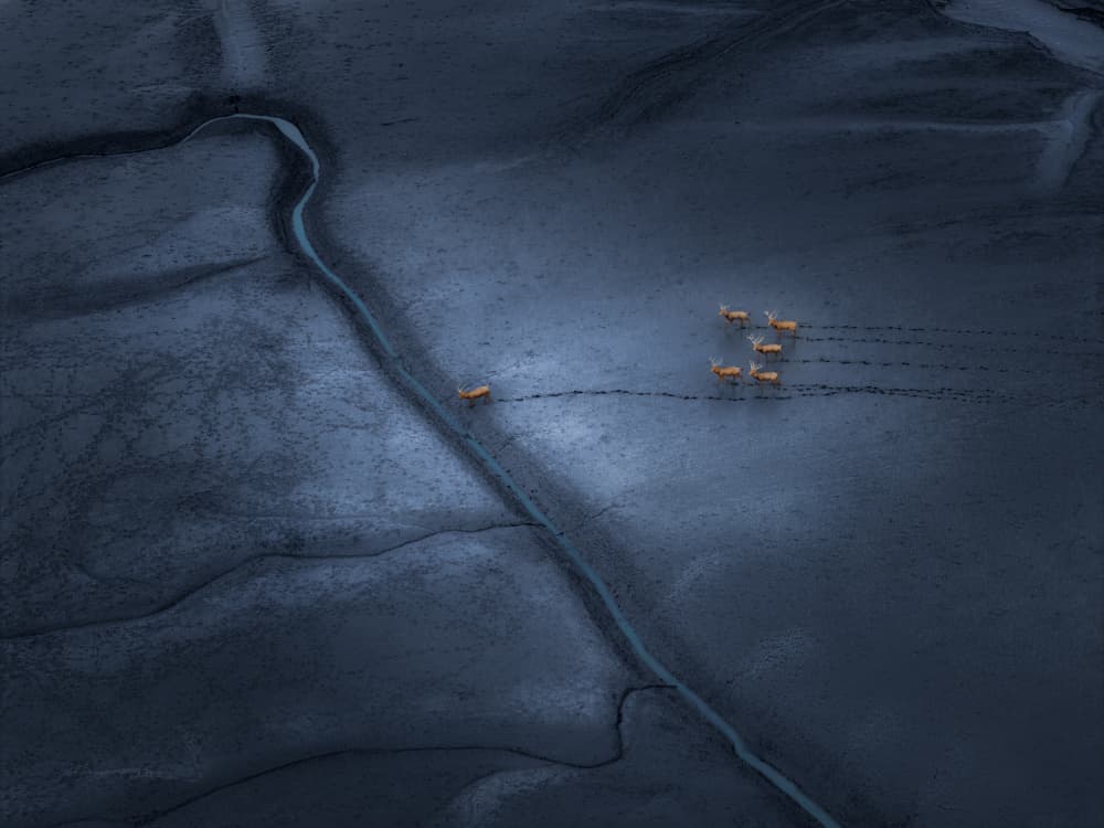 Mudflats Deer Passage by NingYun Ye — canvas wall art