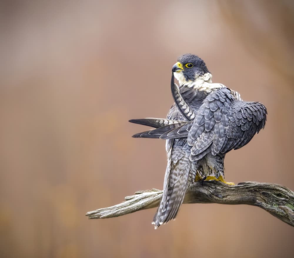 Preening Peregrine Falcon by Eugene Zhu — canvas wall art