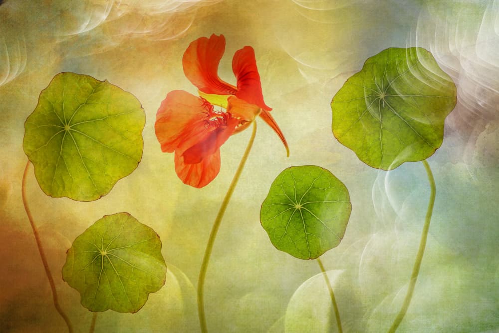 Vibrant Nasturtium Garden by Hilda van der Lee — canvas wall art