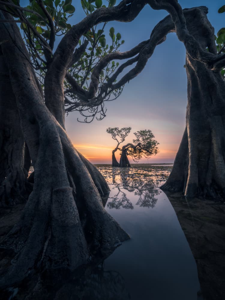 Lone Mangrove Sunset by NingYun Ye — canvas wall art