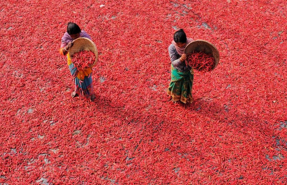 Vibrant Chili Harvest by Ajit Kumar Majhi — canvas wall art