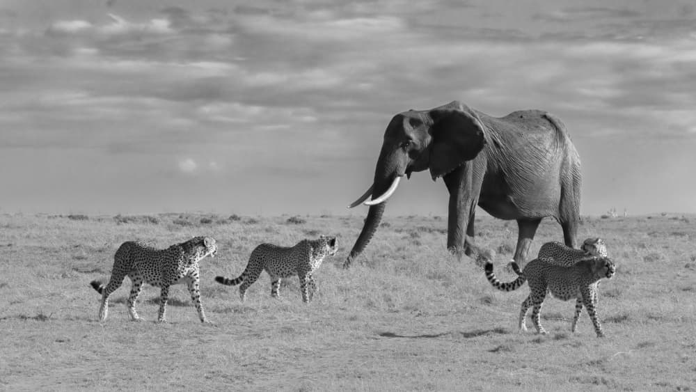 African Wildlife Encounter by Sheila Xu — canvas wall art