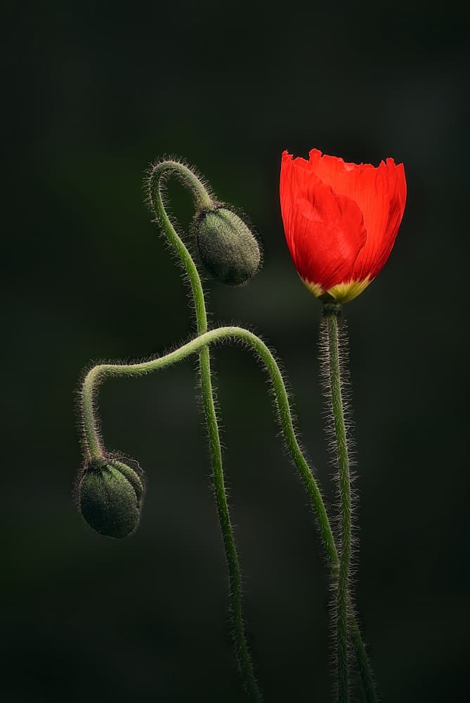 Red Poppy Bloom And Buds by Ben.C.L — canvas wall art