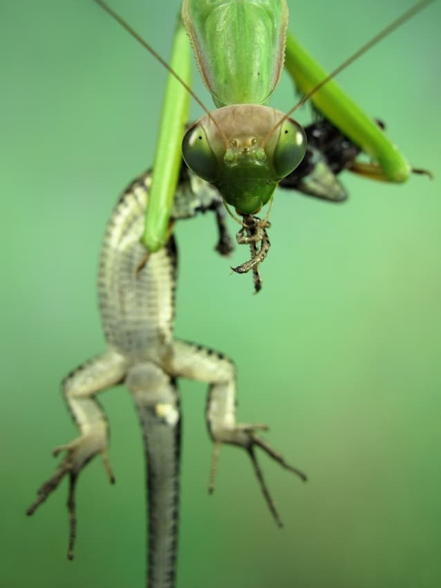 Praying Mantis Feast by Jimmy Hoffman — canvas wall art