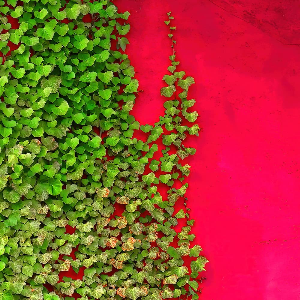 Green Ivy Red Wall by Yuan Su — canvas wall art