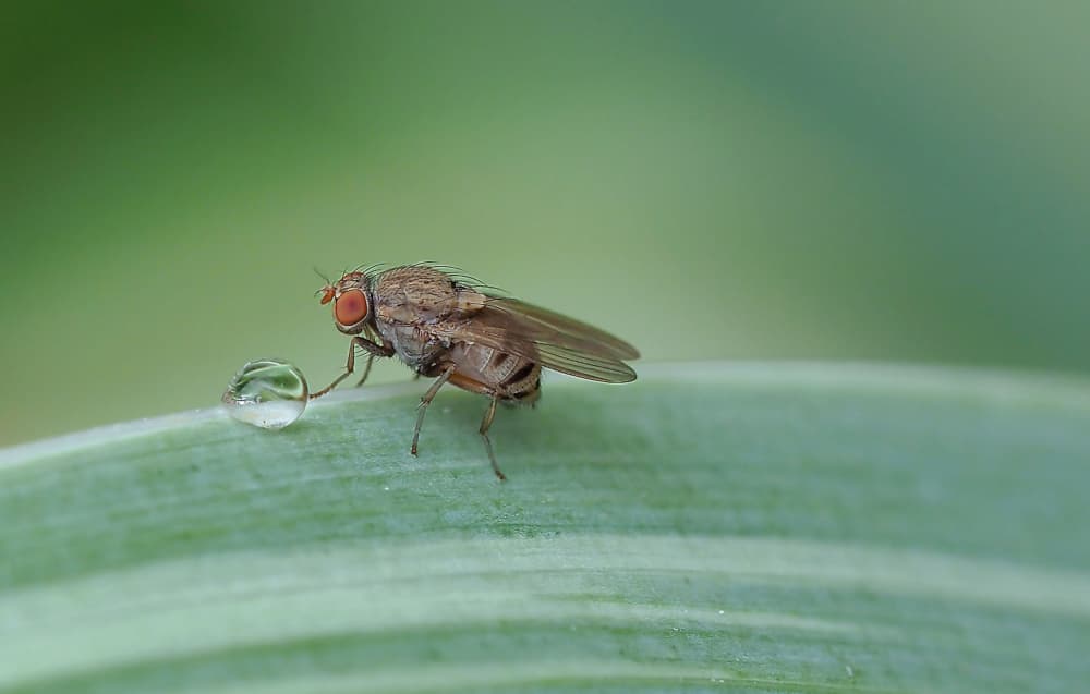 Fly and Water Droplet by Thierry Dufour — canvas wall art
