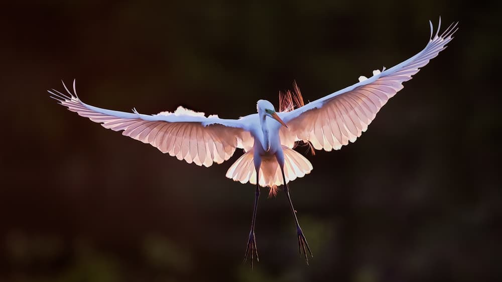 Egret In Golden Light by Hanping Xiao — canvas wall art