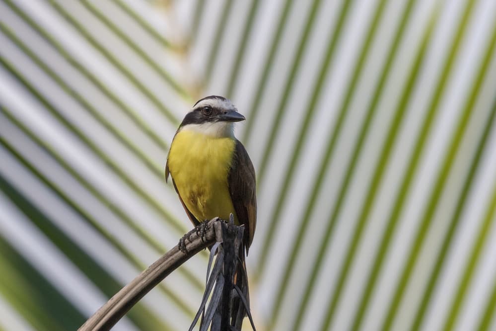 Vibrant Kiskadee Bird by Cheng Chang — canvas wall art