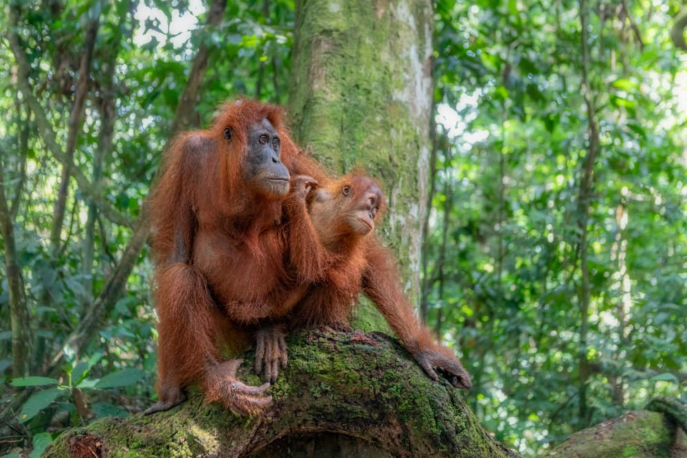 Rainforest Mother And Baby by Alessandro Catta — canvas wall art