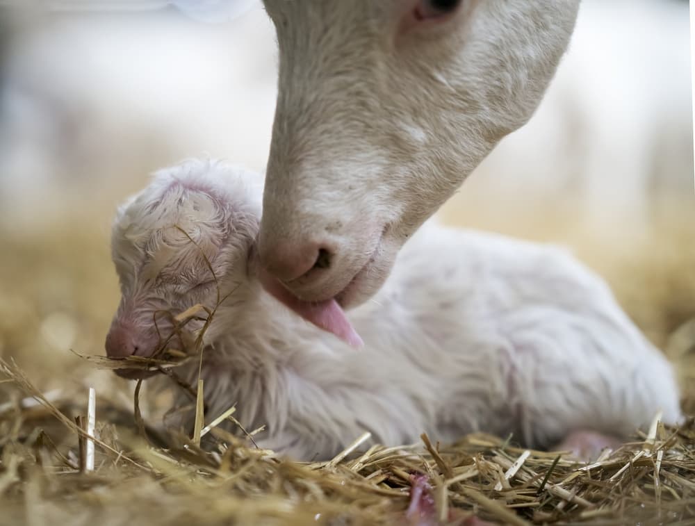 Mother Licking Newborn Lamb by Gert van den Bosch — canvas wall art