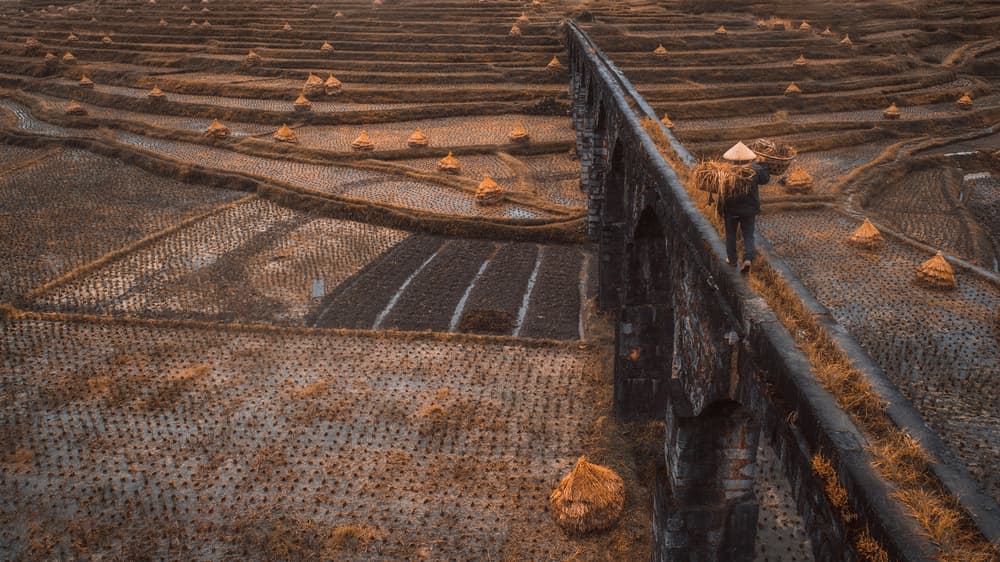 Farmer On Paddy Bridge by TIANQI — canvas wall art